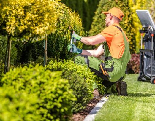 Caucasian Garden Worker in His 30s Trimming Plants Using Large Scissors.